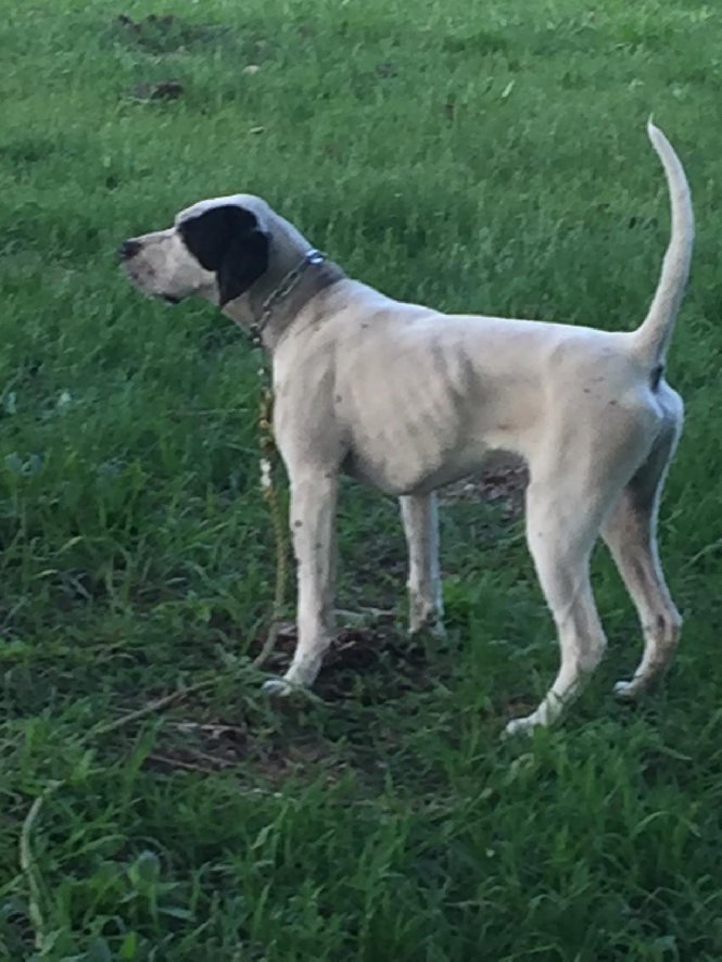 CROSSROADS ELHEW BUDDY