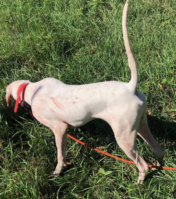 FRANK X RUBY PUP JAN 2020 1